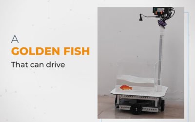 A goldfish that can drive! What does this mean for the world